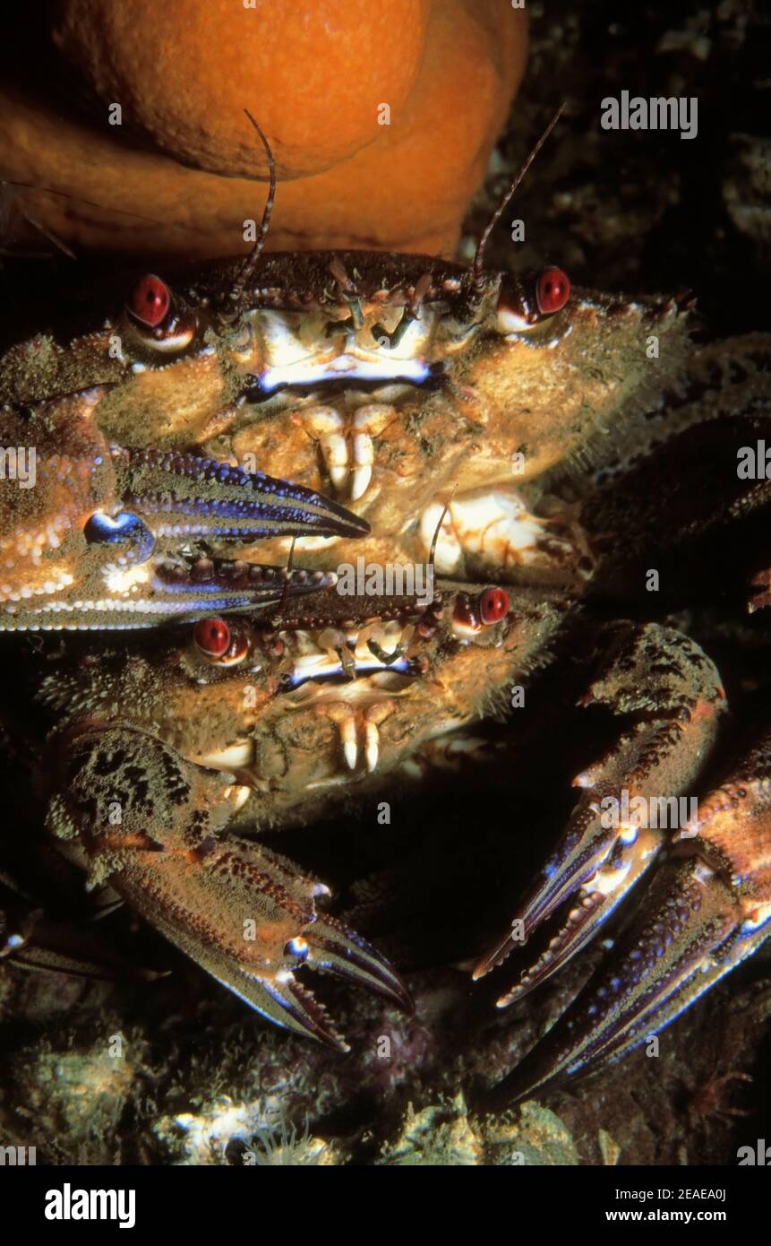 Velvet swimming crab (Necora puber) male holding female, UK. Stock Photo