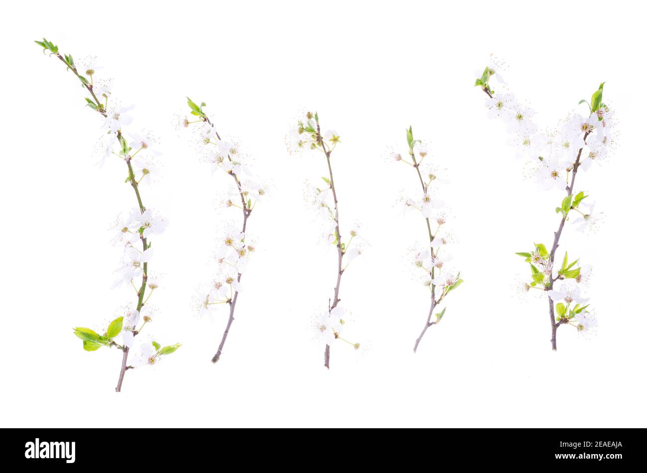 Cherry branch with green leaves and blossoming white flowers. Studio Photo Stock Photo
