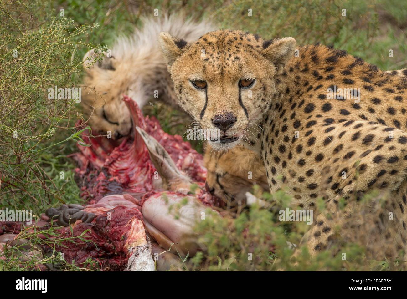 A mother cheetah and her cub feeding on a kill in Africa. Stock Photo