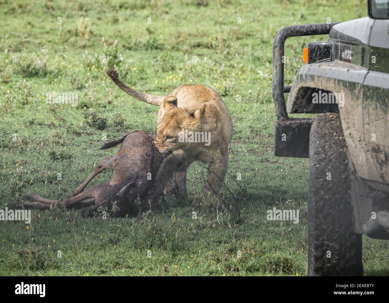 Two junvenile lions learning to hunt right next to a safari tourist vehicle by playing with a dead wildebeest calf in Africa Stock Photo
