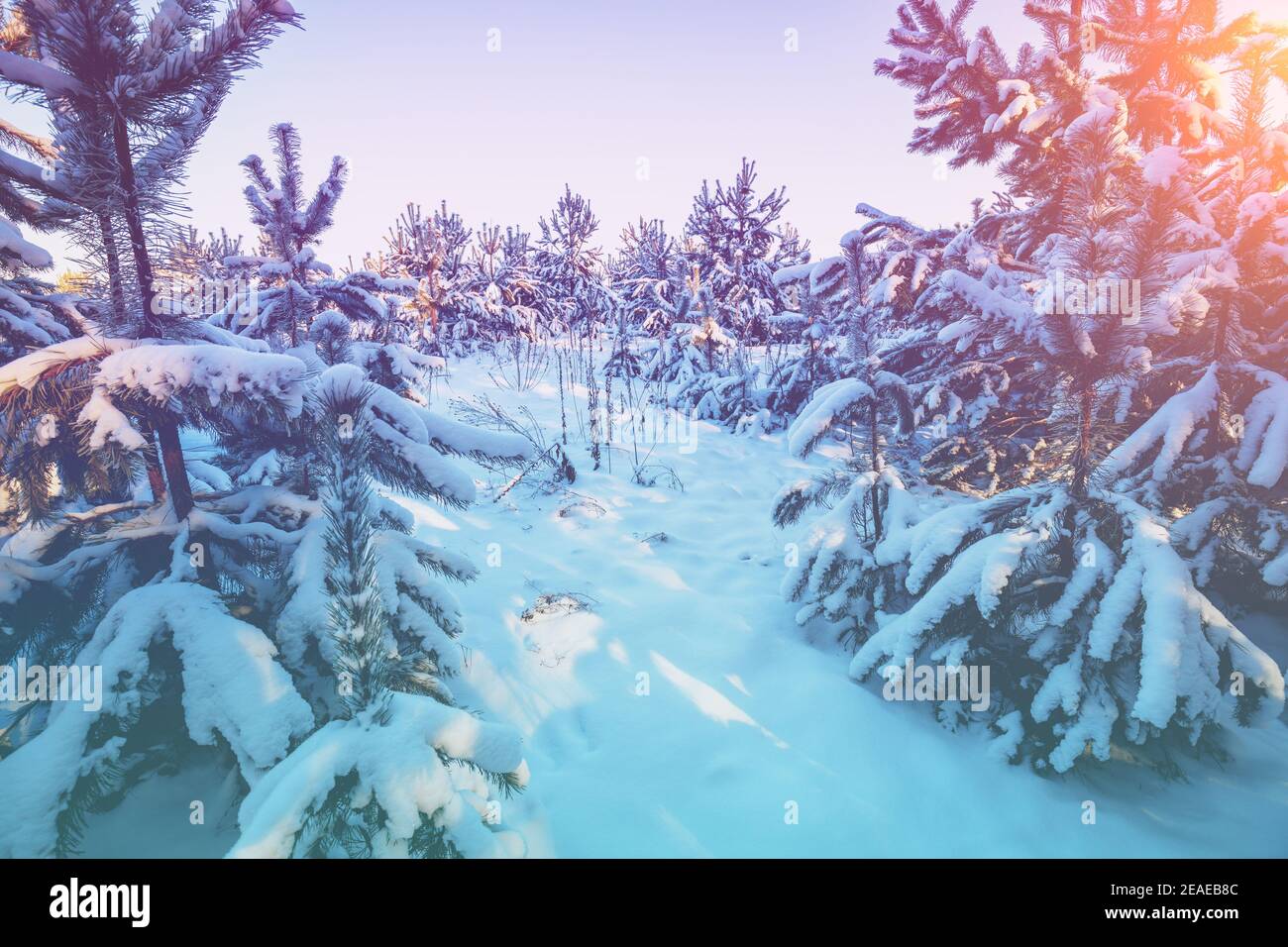 Winter pine forest. Young pine trees covered with snow Stock Photo - Alamy