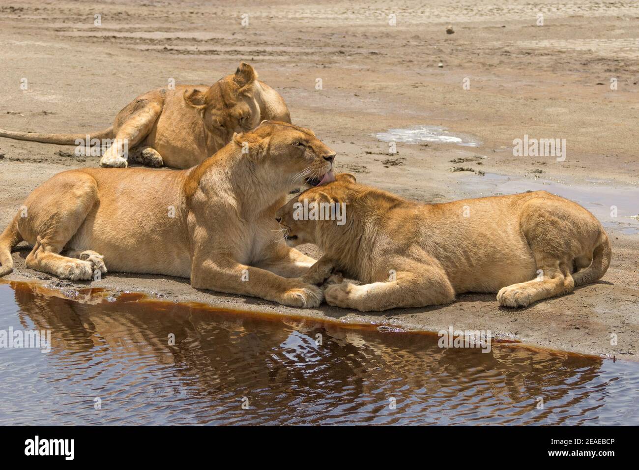 Three lions at the side of a watering hole in the african savanna. Stock Photo
