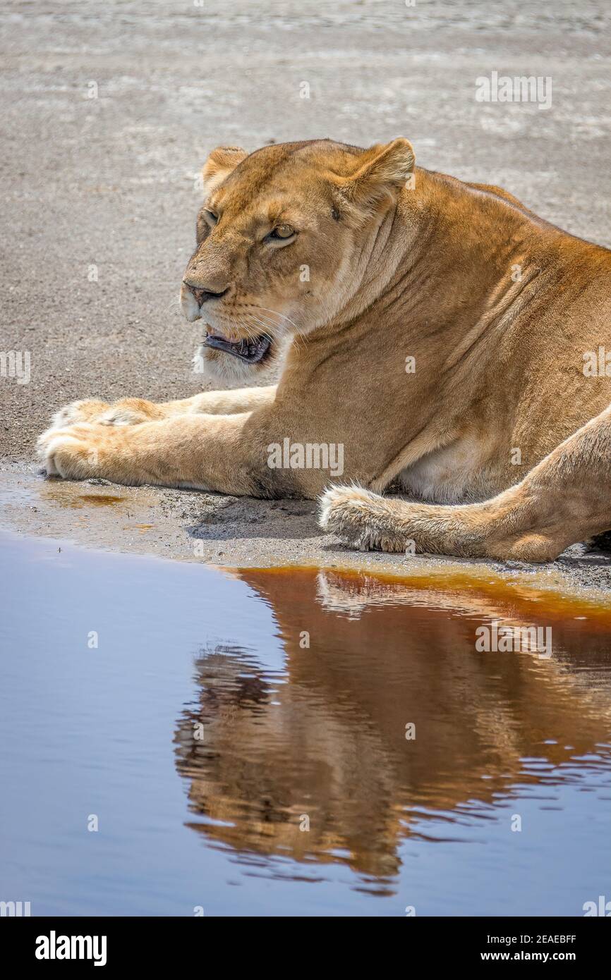 An african lioness and her reflection at a watering hole in Africa. Stock Photo