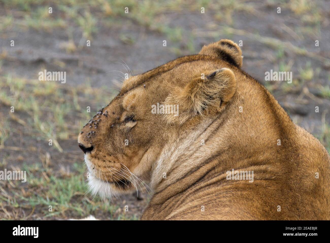 A shot of a lioness covered by flies in Africa. Stock Photo