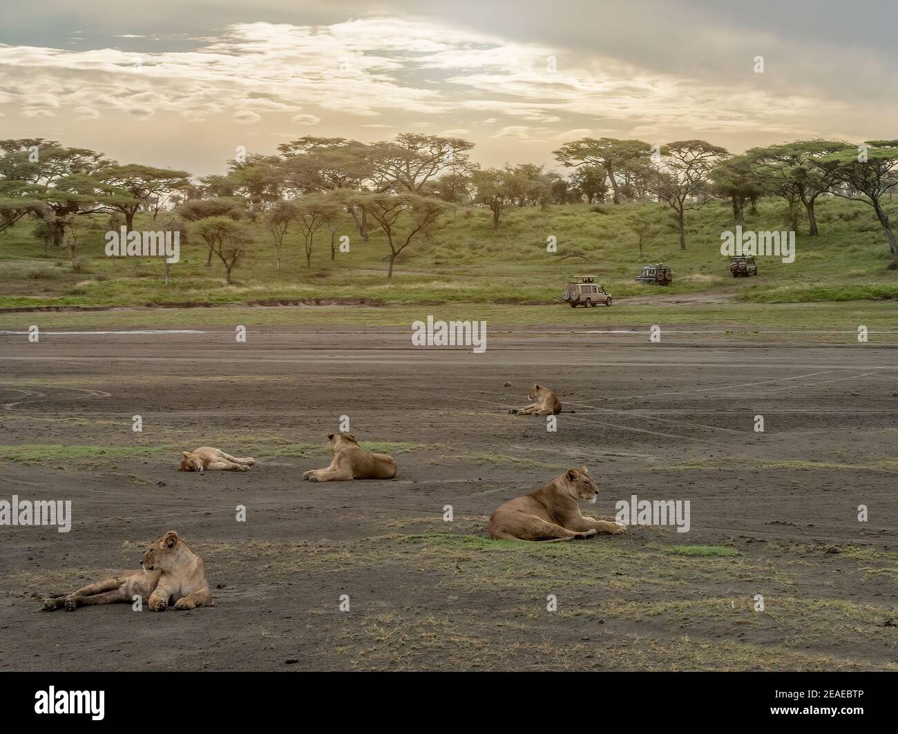 A pride of lions resting on the african savanna. Stock Photo