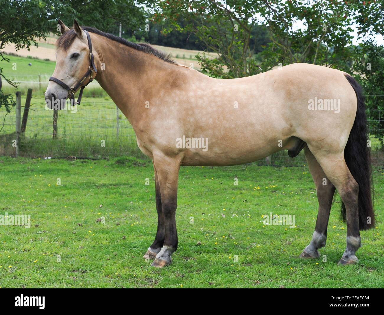 A Pretty Dun Horse Stood Up Showing Its Conformation Stock Photo Alamy