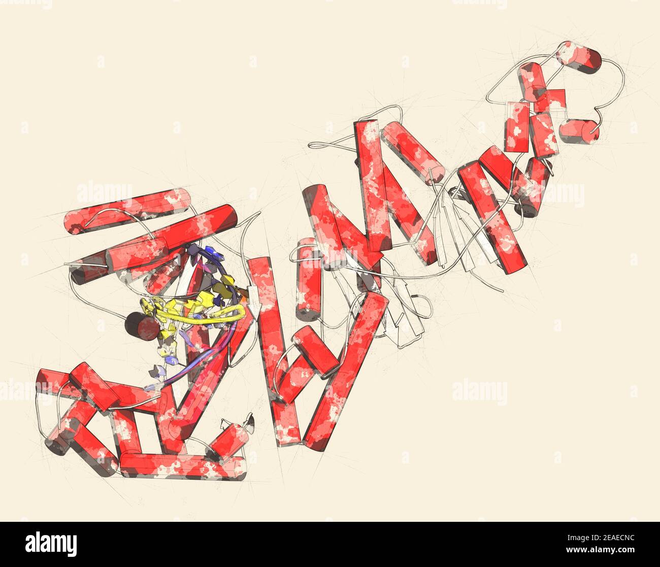 Taq polymerase (Thermus aquaticus polymerase) enzyme bound to DNA