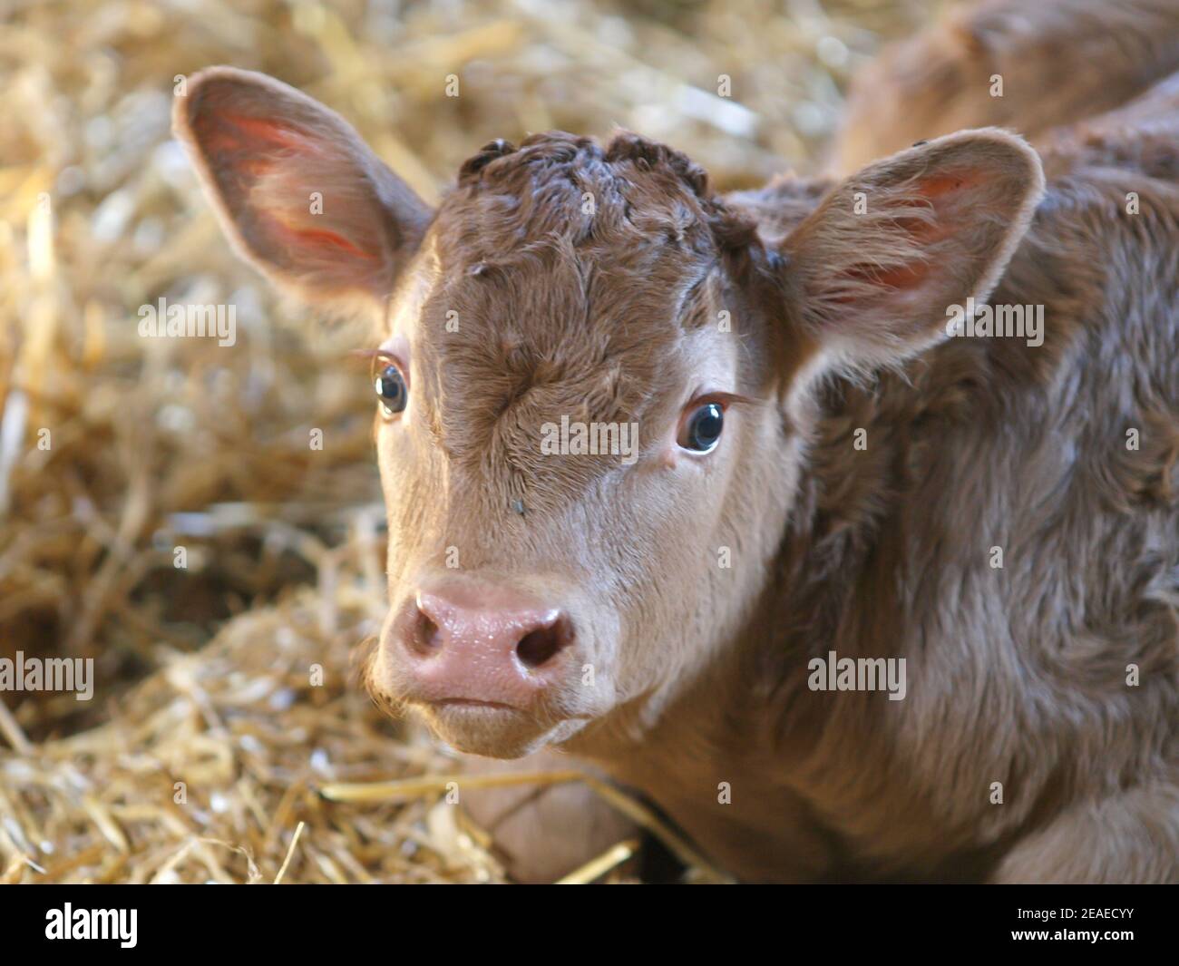 A headshot of a new born calf in a barn. Stock Photo