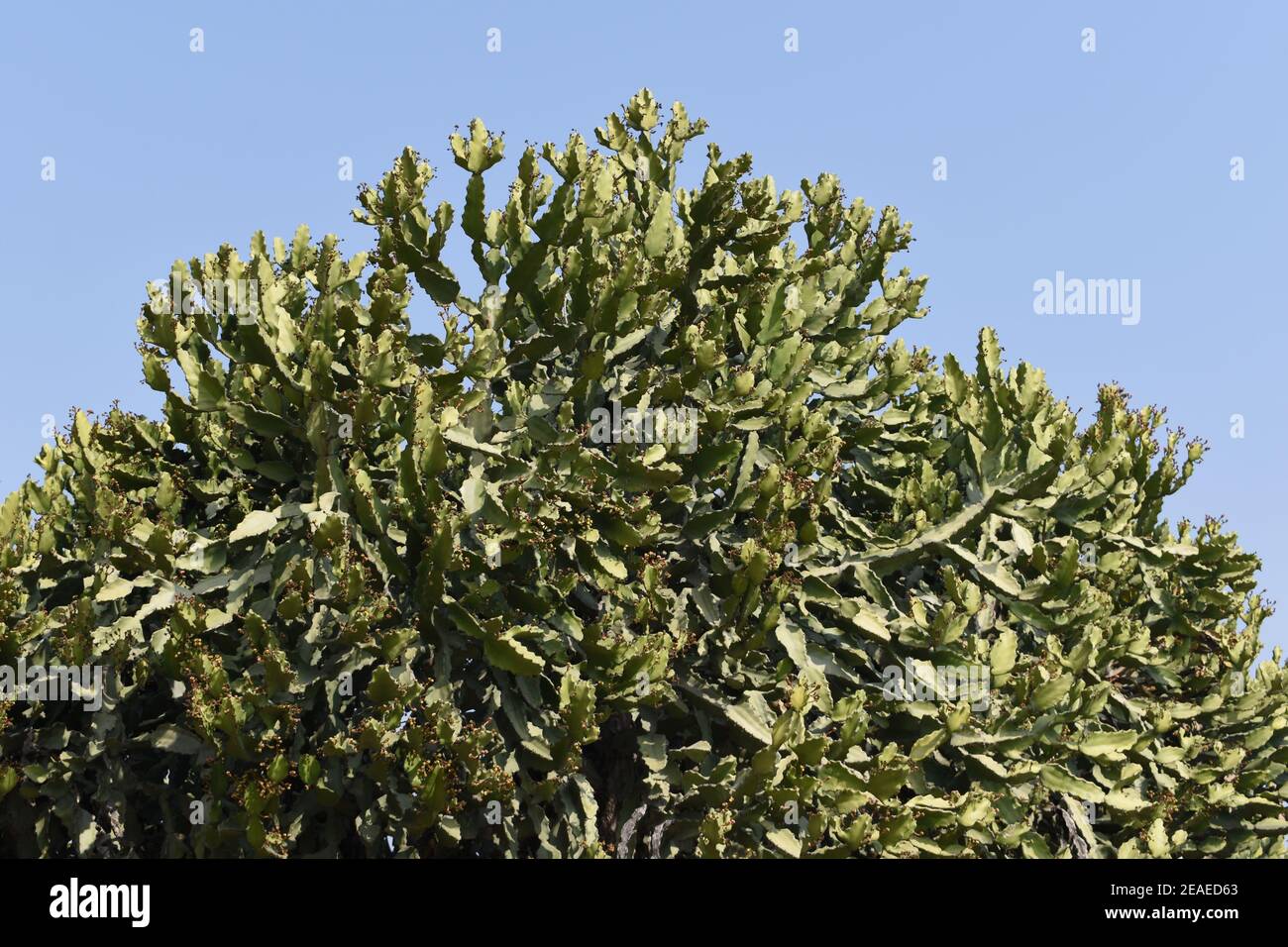 Transvaal candelabra tree branches against the blue sky. Stock Photo