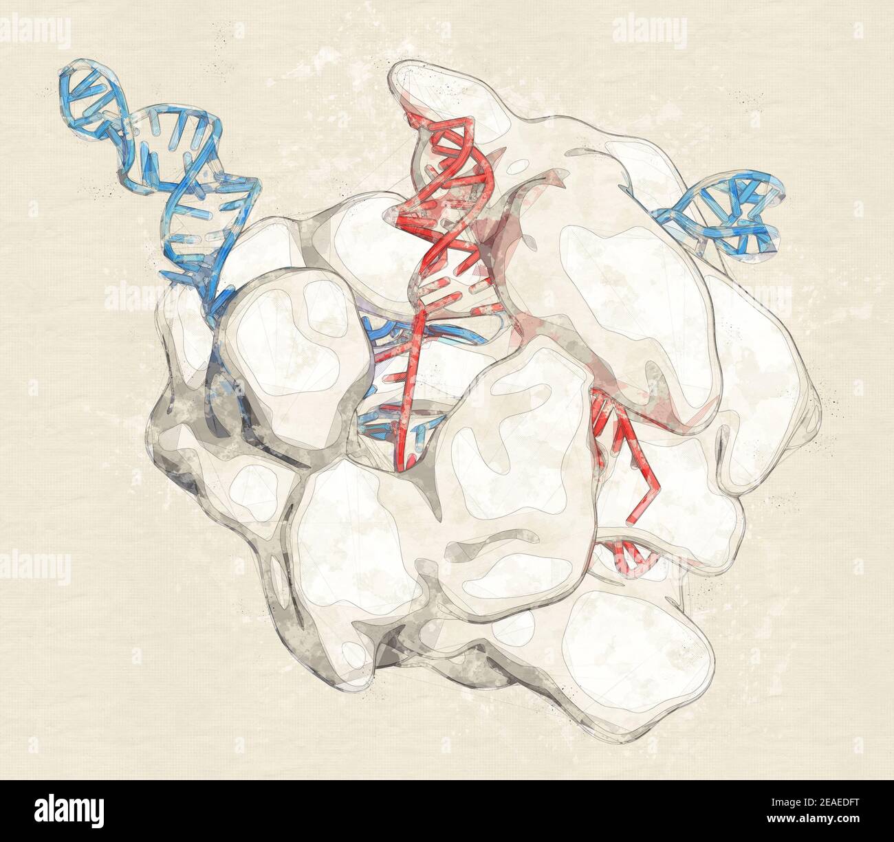 Crispr cas9 gene editing illustration hi-res stock photography and ...