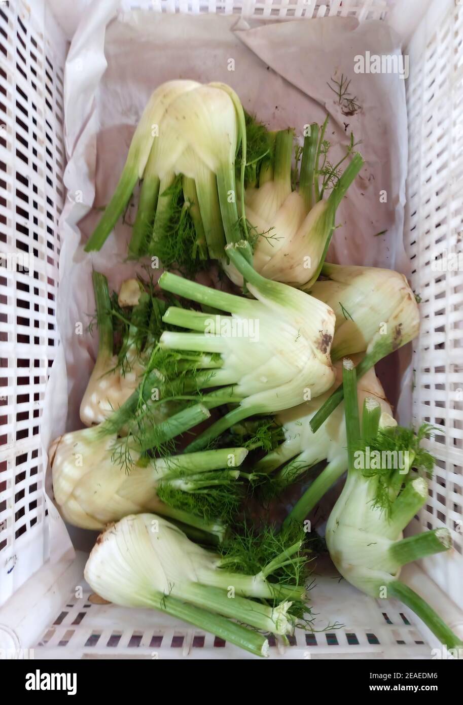 healthy organic aromatic fennel bulbs on sale at the farmer market. Used in salads, sauces, soups Stock Photo