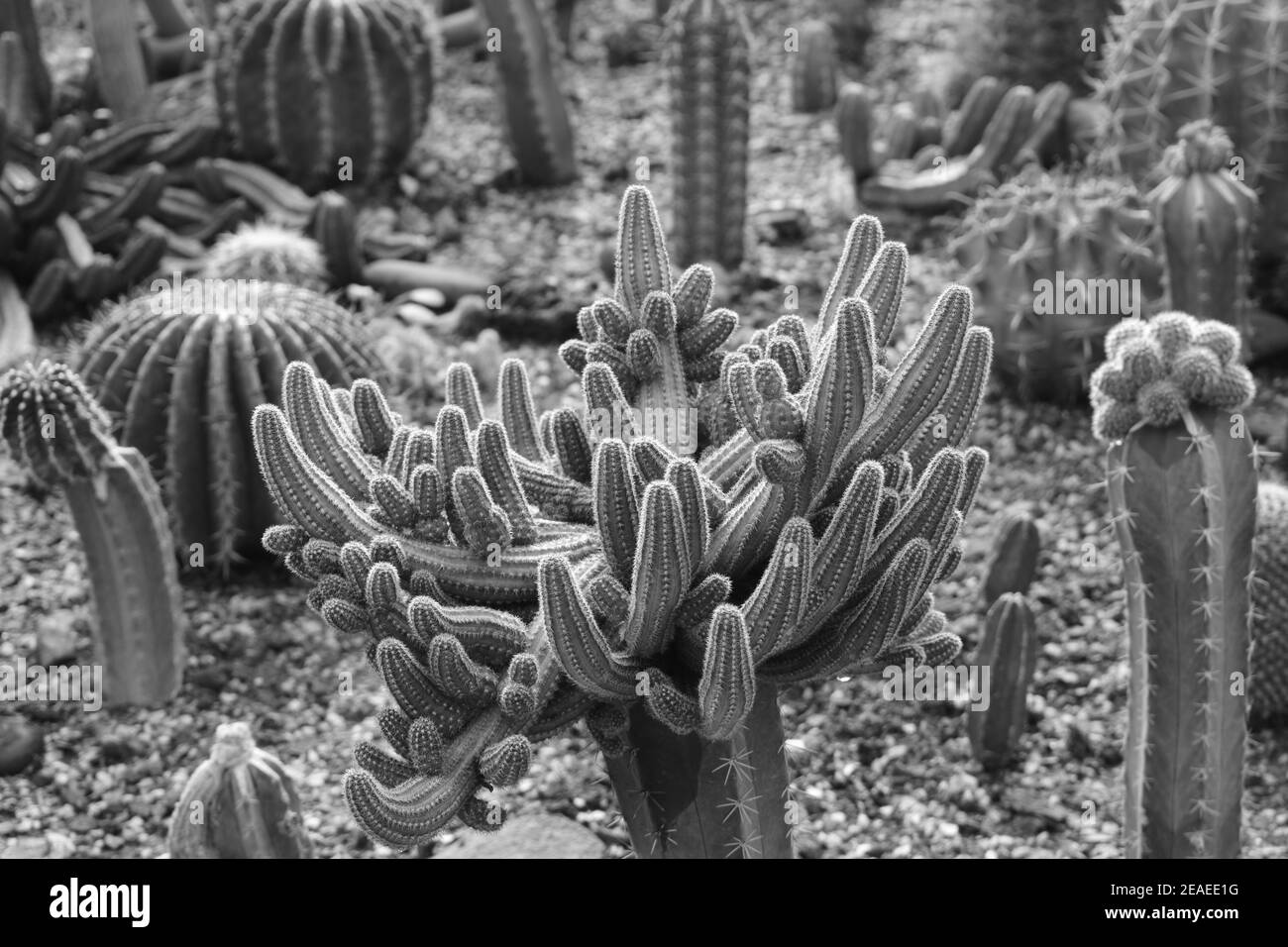 Different types of Cacti and Succulents in monochrome. Stock Photo