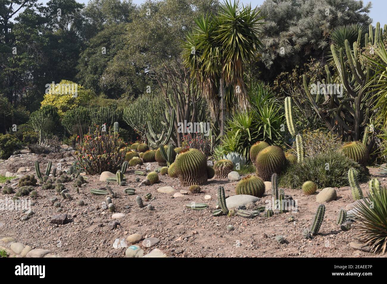 Different types of cacti and succulents Stock Photo Alamy