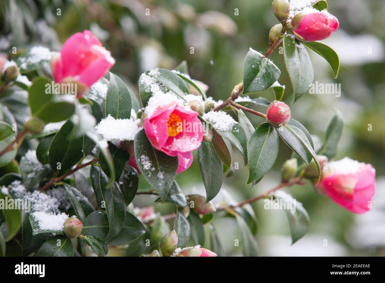 London, UK. 9 February 2021: After three days of snow in London it is starting to settle and winds have dropped as Storm Darcy has passed. A pink camelia flower is dusted with snow. Anna Watson/Alamy Live News Stock Photo