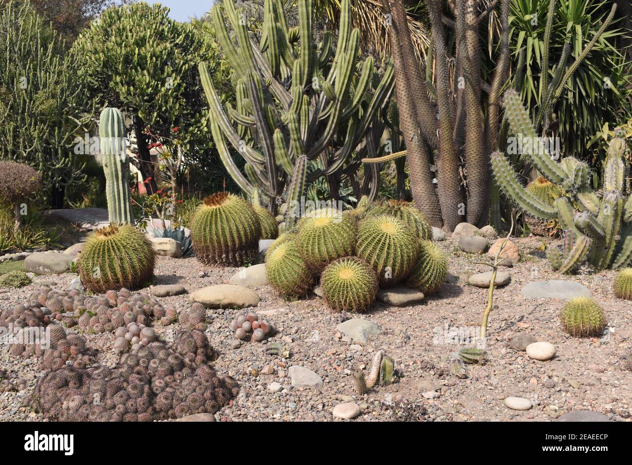 Different types of Cacti and succulents Stock Photo Alamy