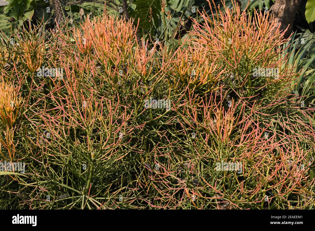 Branches of Pencil Cactus plant Stock Photo - Alamy