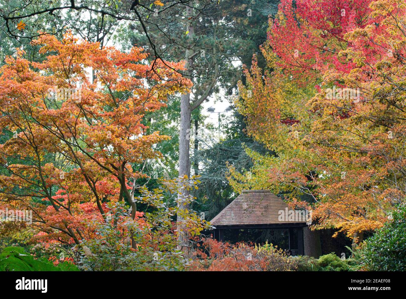 Acers contrasting with Liquidambar Styracyflua at Winterbourne Botanic Garden, October Stock Photo