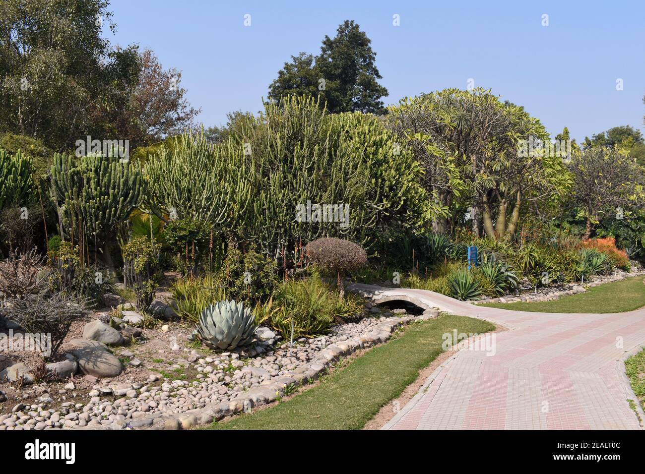 Walking path in National Cactus and Succulent Botanical Garden, Panchkula, india. Stock Photo