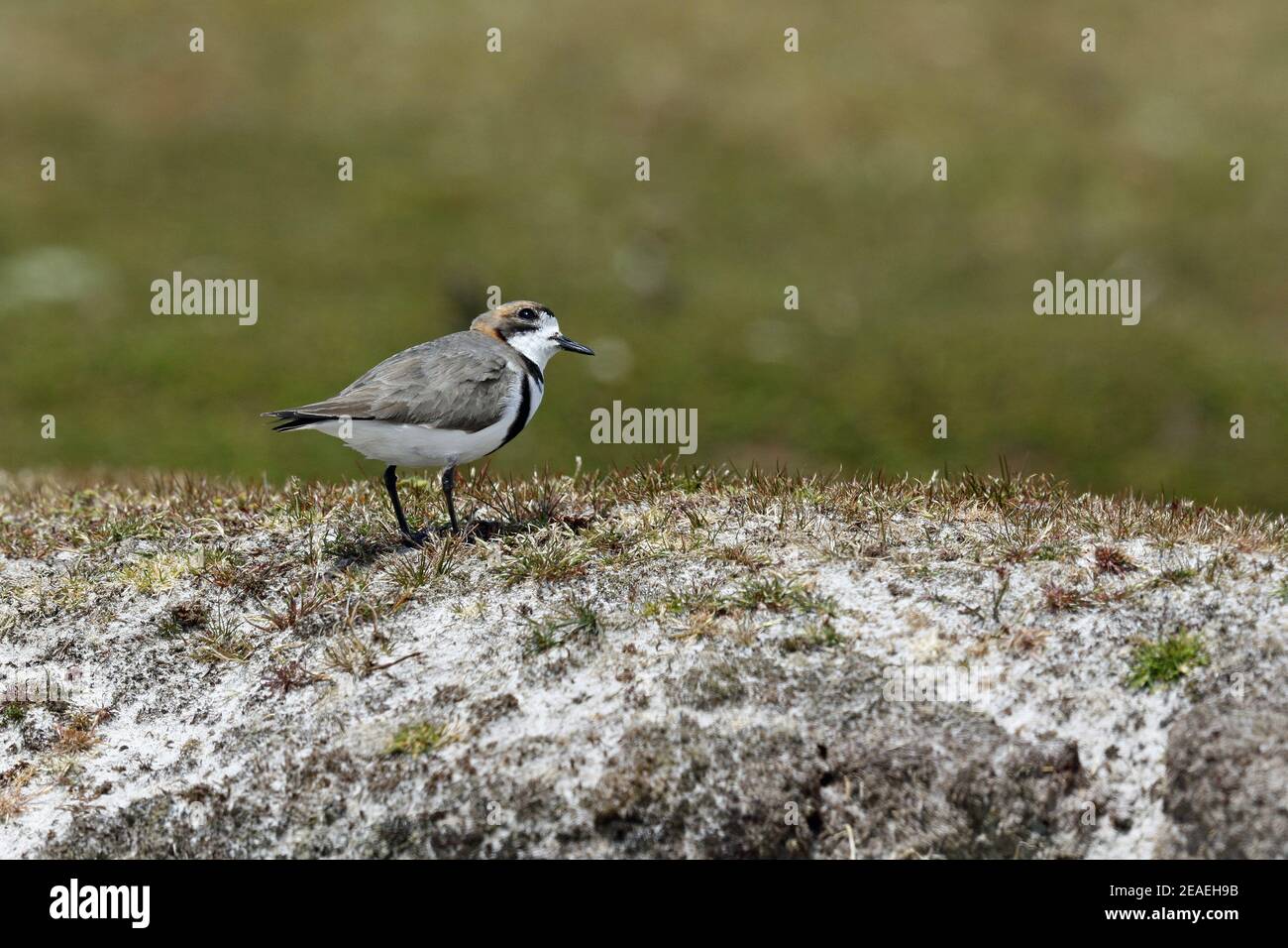 Two-banded Plover, Charadrius falklandicus, watchful Stock Photo