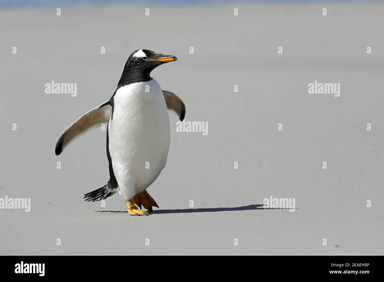 Gentoo Penguin, Pygoscelis papua, walking up beach Stock Photo