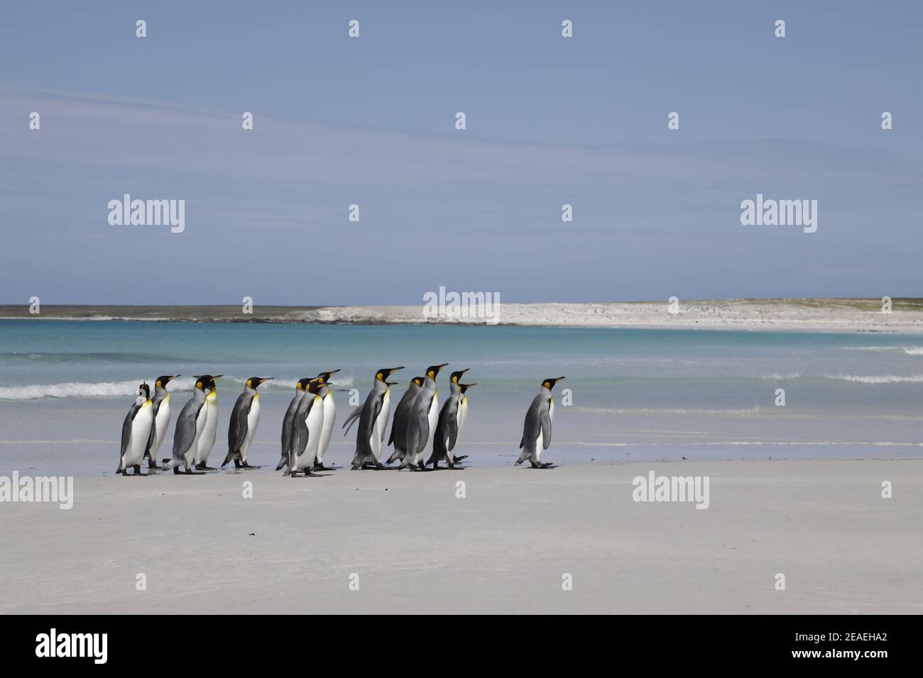 King Penguin, Aptenodytes patagonicus, flock approaching the sea at Volunteer Point Stock Photo