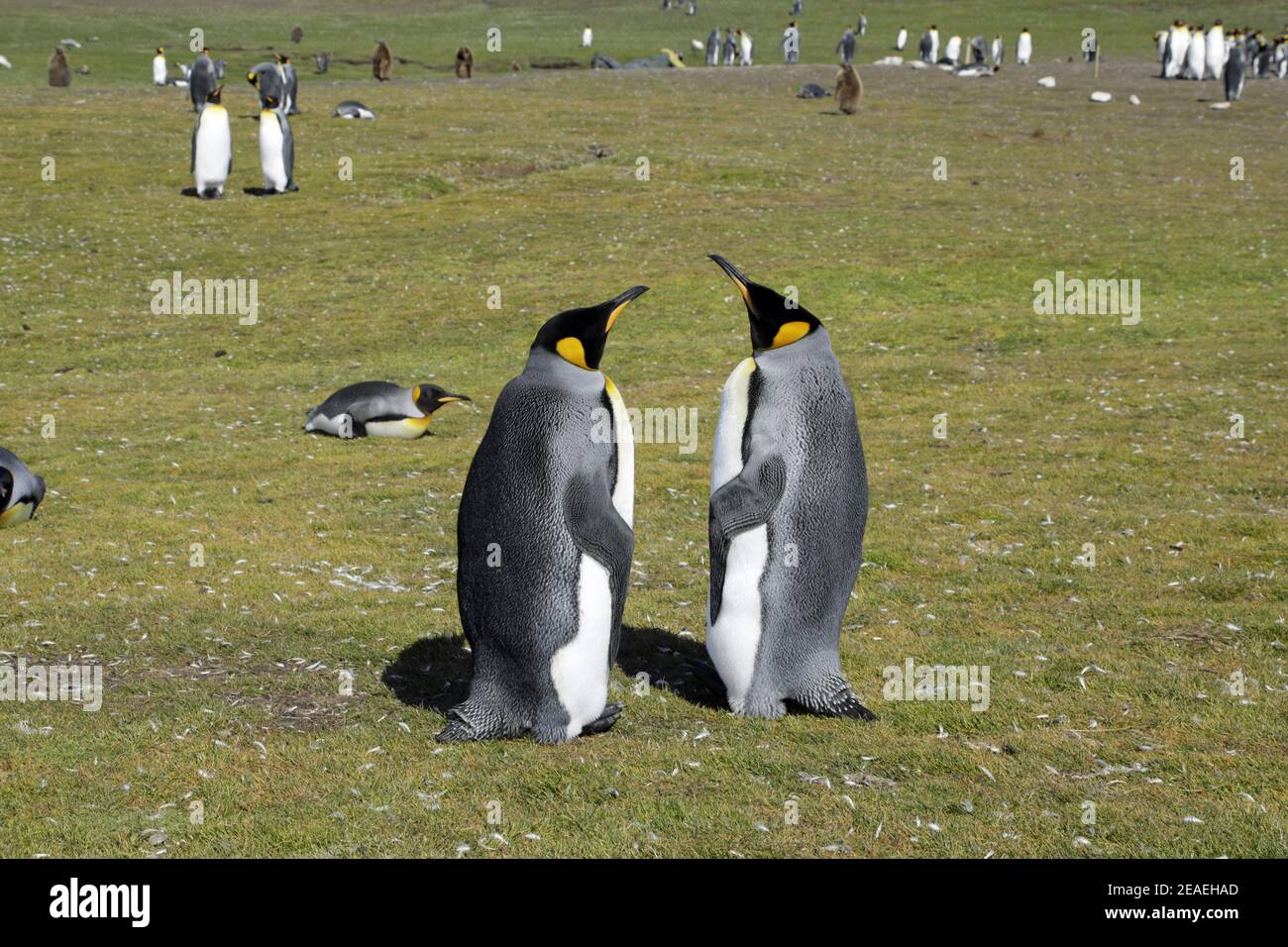 King Penguin, Aptenodytes patagonicus, two together at breeding colony Stock Photo