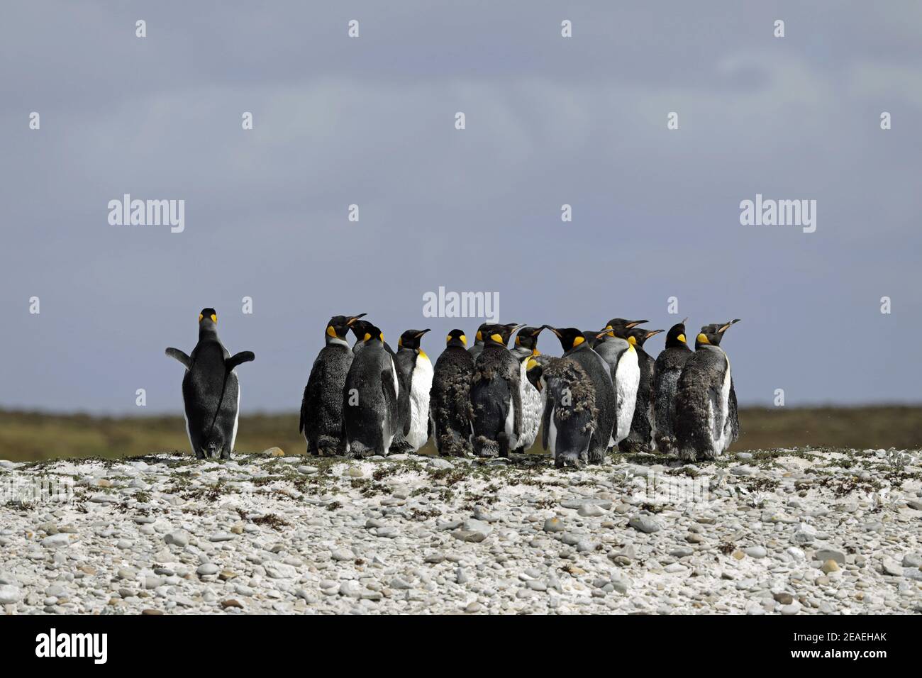 King Penguin, Aptenodytes patagonicus, flock moulting Stock Photo