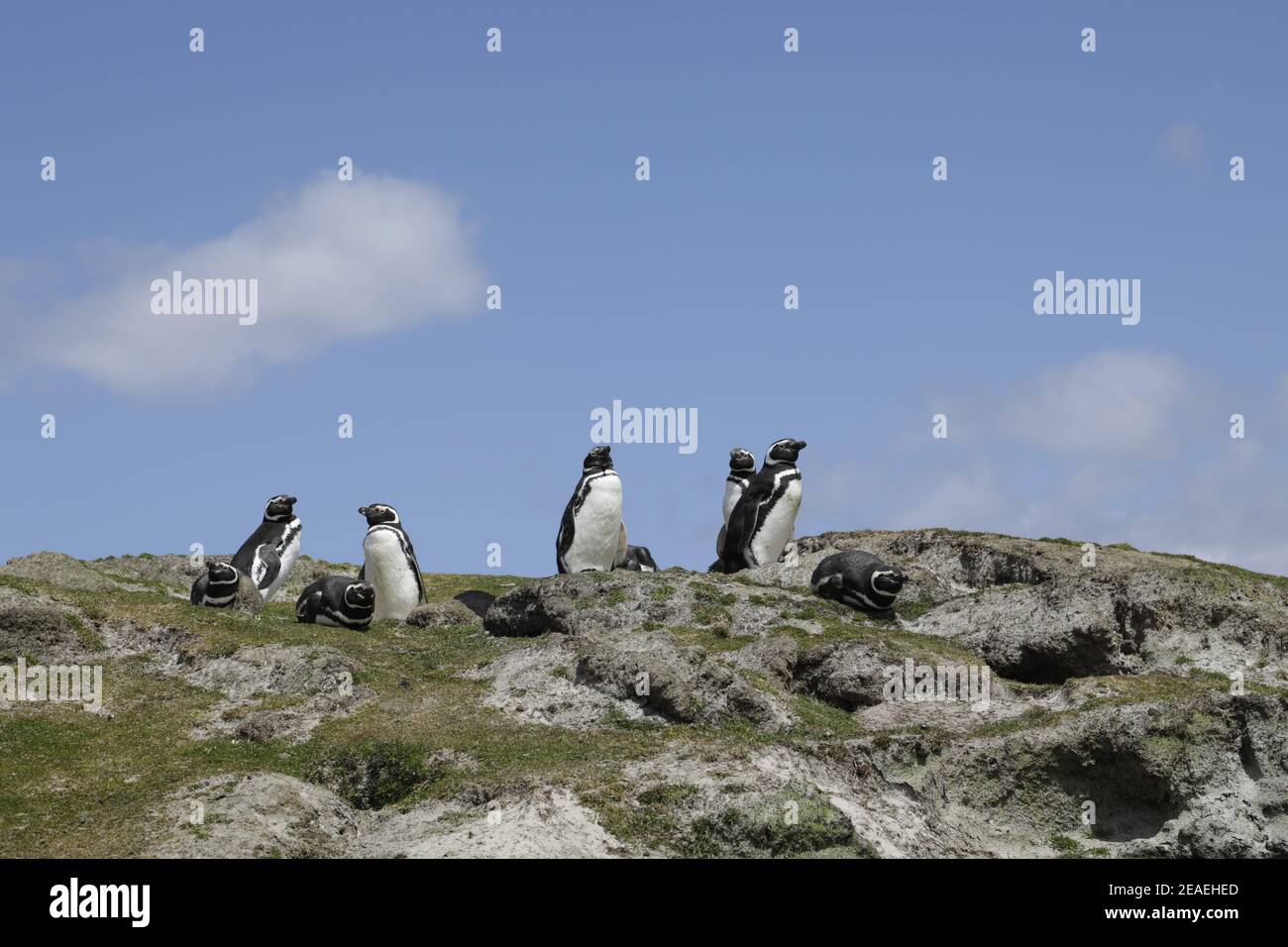 Magellanic Penguins, Spheniscus magellanicus, at their breeding burrows Stock Photo