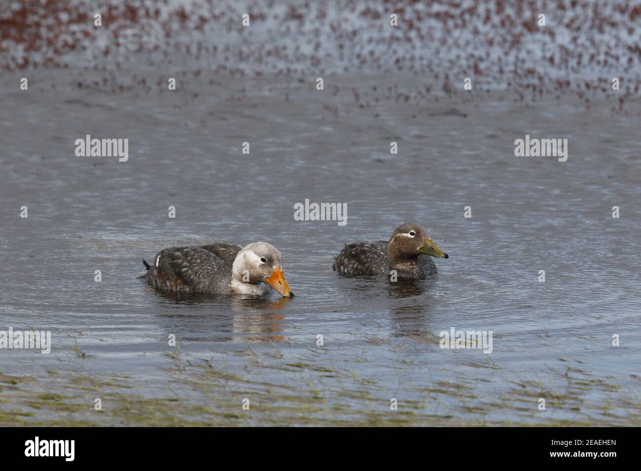 Flying Steamer Duck, Tachyeres patachonicus, pair on freshwater lake Stock Photo