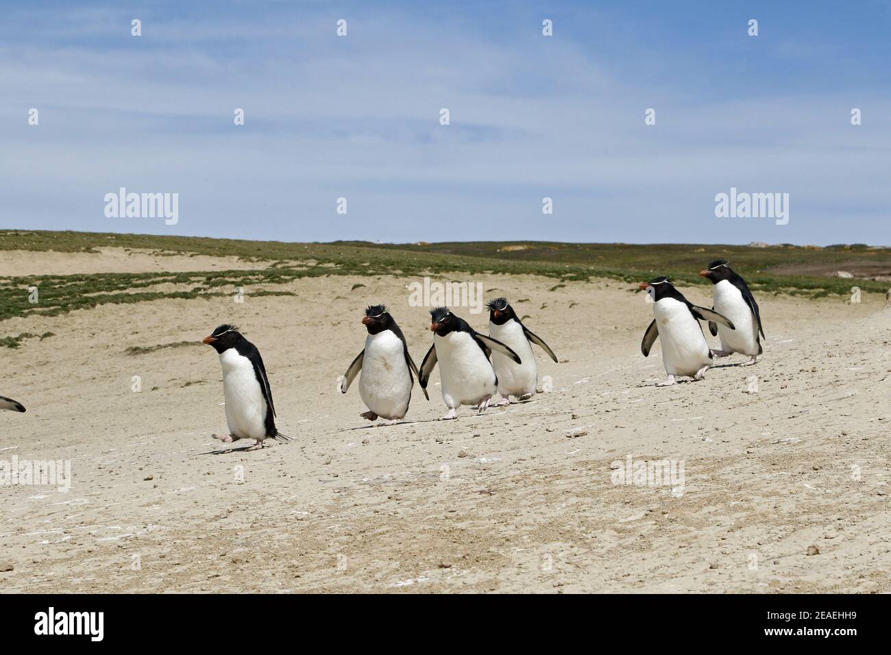 Southern Rockhopper Penguin, Eudyptes chrysocome, group heading to sea for fishing trip Stock Photo