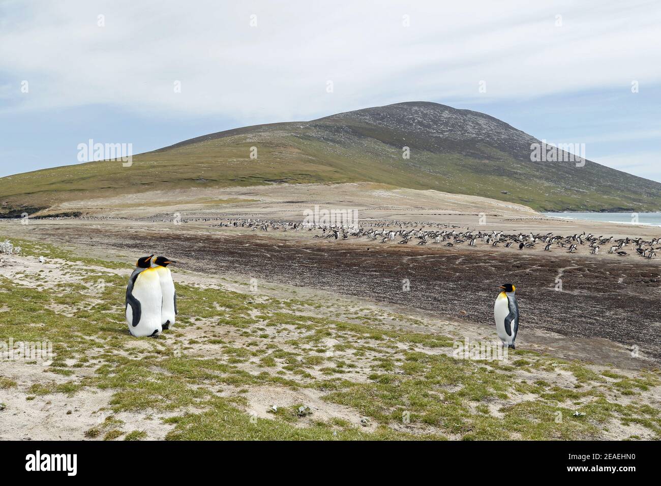 King Penguins, Aptenodytes patagonicus, at The Neck, Saunders Island, Falklands Stock Photo