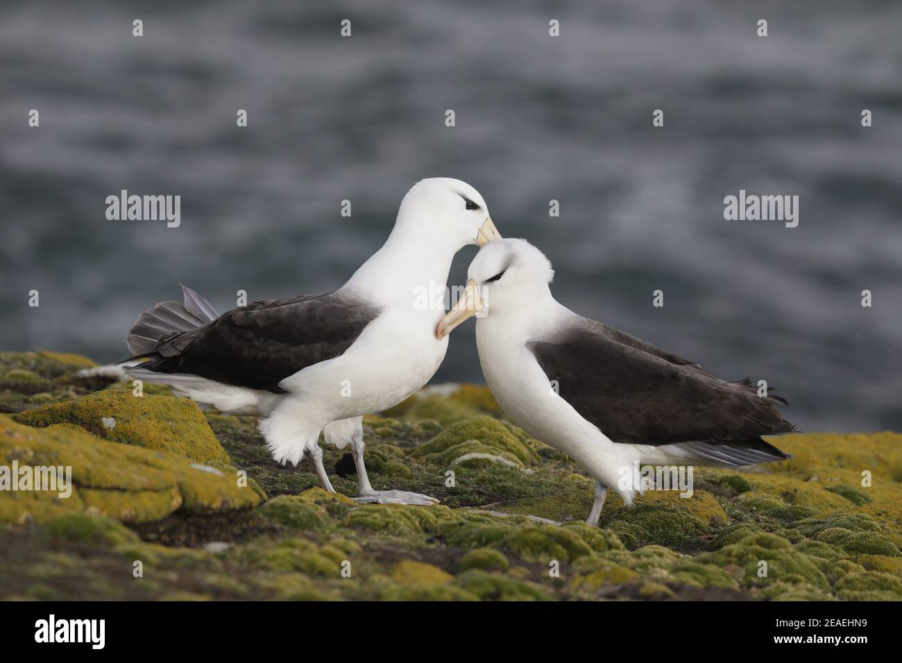 Black-browed Albatross, Thalassarche melanophris, pair bonding Stock Photo