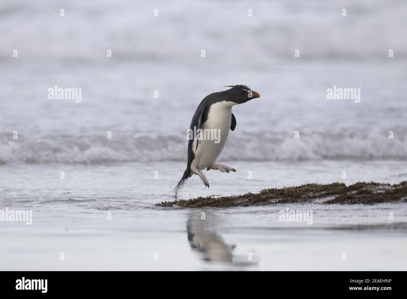 Southern Rockhopper Penguin, Eudyptes chrysocome, emerging from the sea Stock Photo