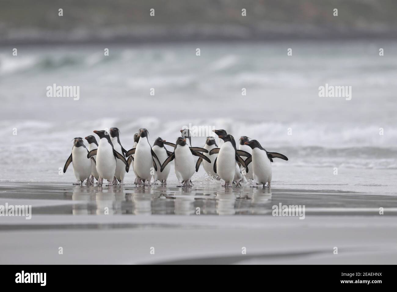 Southern Rockhopper Penguin, Eudyptes chrysocome, group coming ashore Stock Photo