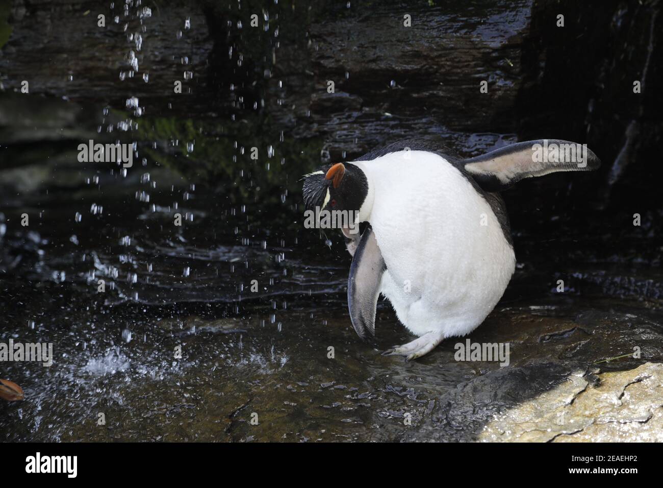 Southern Rockhopper Penguin, Eudyptes chrysocome, showering under fresh water Stock Photo