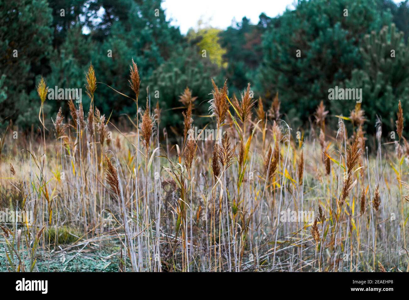 Autumn grass. Reed on the meadow, reed layer, reed seeds. Forest. Pastel reeds plantation. Minimal trend concept. Abstract natural background Stock Photo
