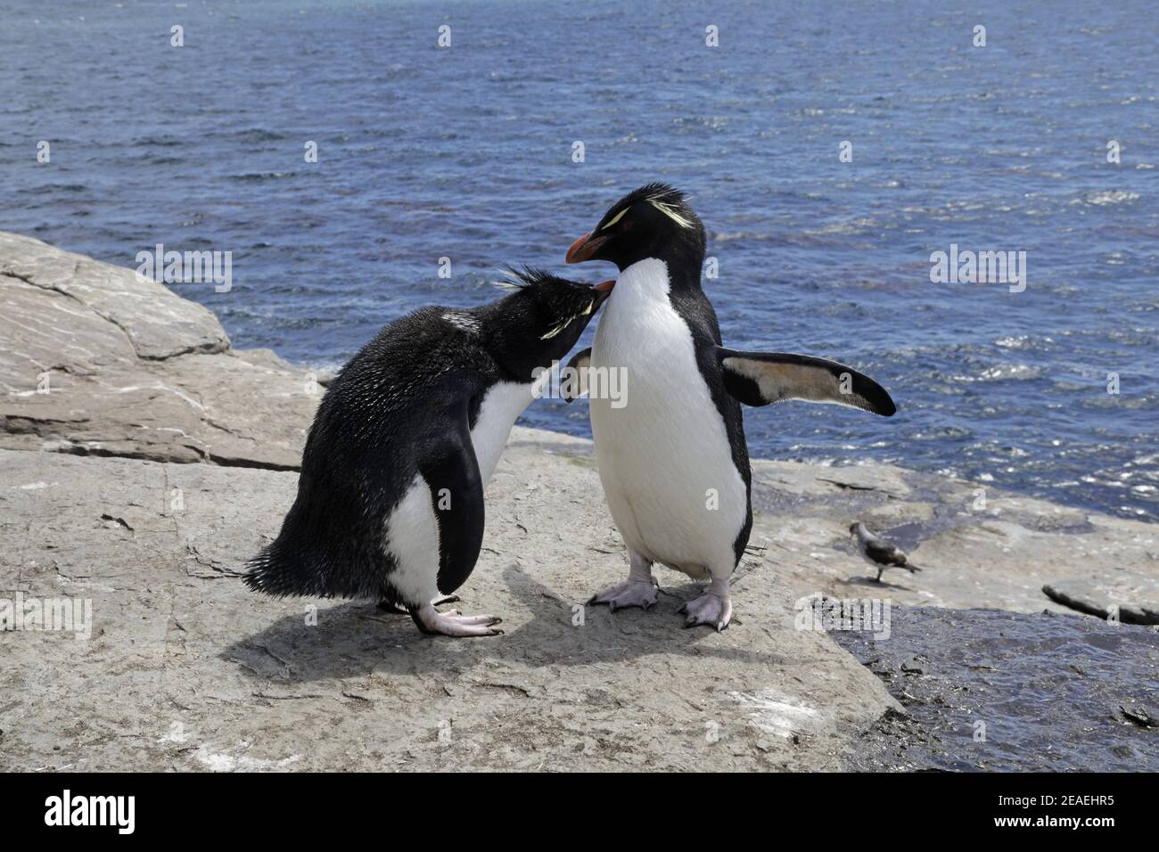 Southern Rockhopper Penguin, Eudyptes chrysocome, pair allopreening Stock Photo