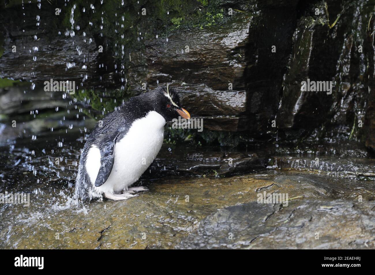 Southern Rockhopper Penguin, Eudyptes chrysocome Stock Photo