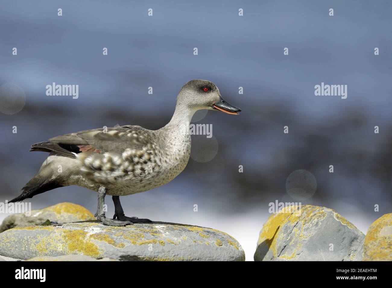 Crested Duck, Lophonetta specularioides, calling Stock Photo