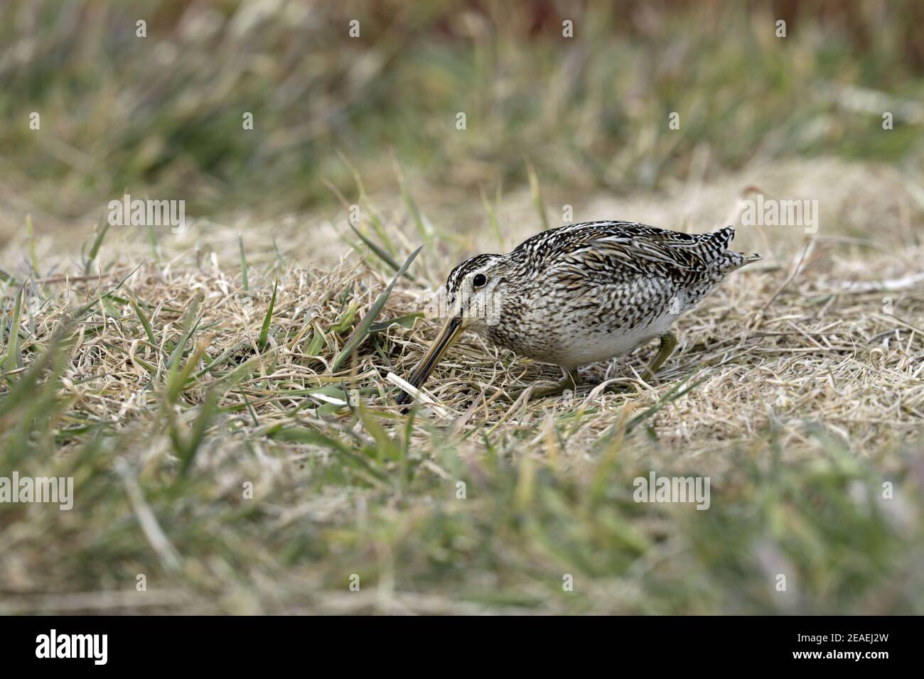 South American Snipe, Gallinago paraguaiae Stock Photo