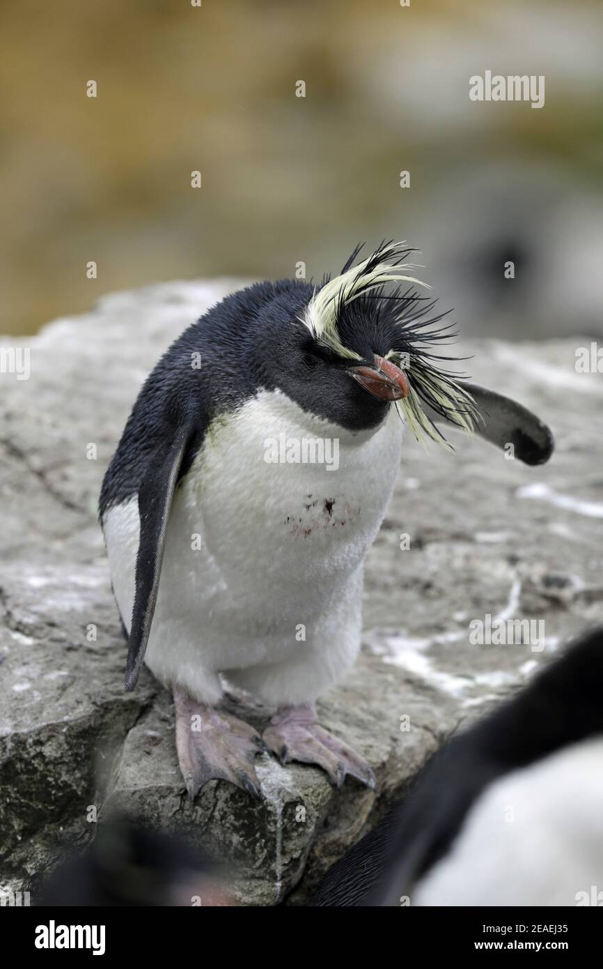 Northern Rockhopper Penguin, Eudyptes moseleyi Stock Photo