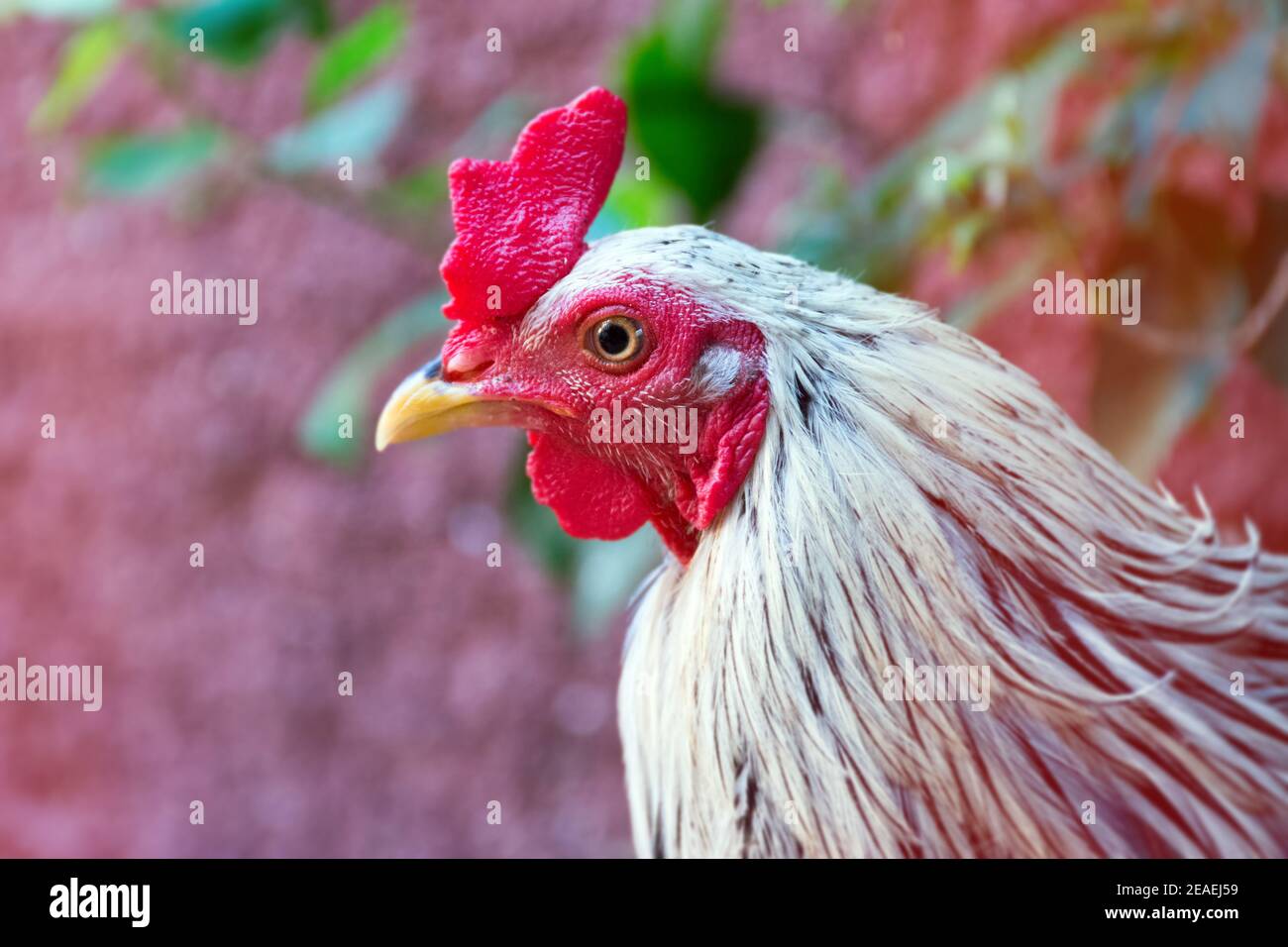 Beautiful close up of a dominant rooster roaming free in the backyard
