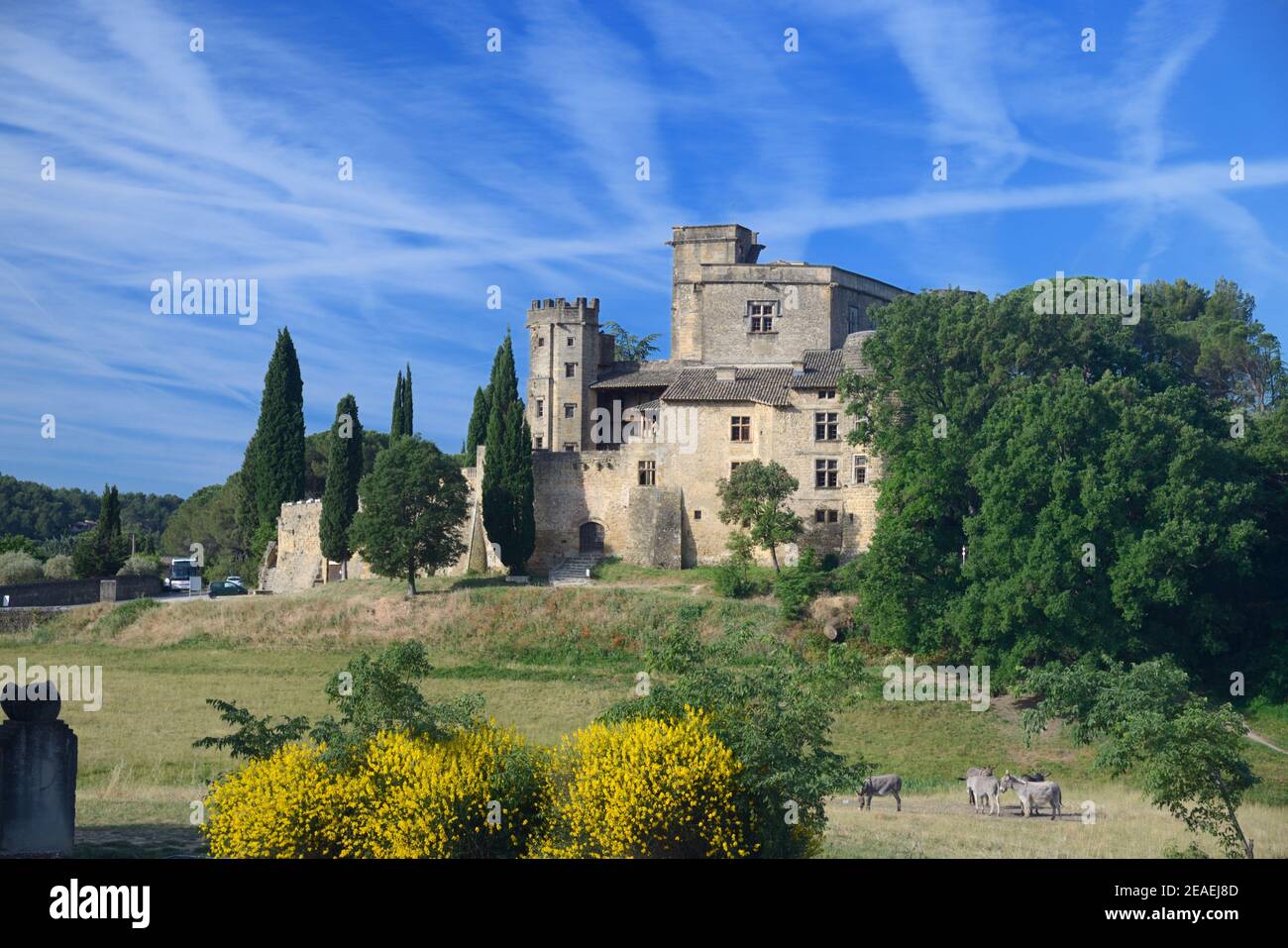 Château Lourmarin or Neo-Renaissance Style Castle or Mansion & Flowering Broom Luberon Parc Naturel Régional Provence Fronce Stock Photo
