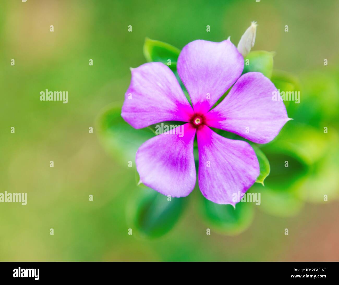 Purple vicaria flower in Cuba Stock Photo - Alamy