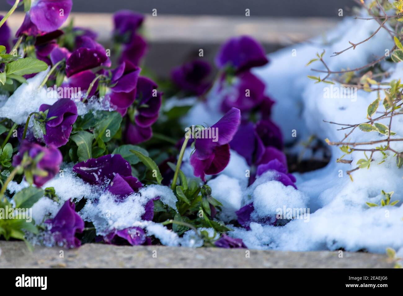 Flowers under the snow Stock Photo Alamy
