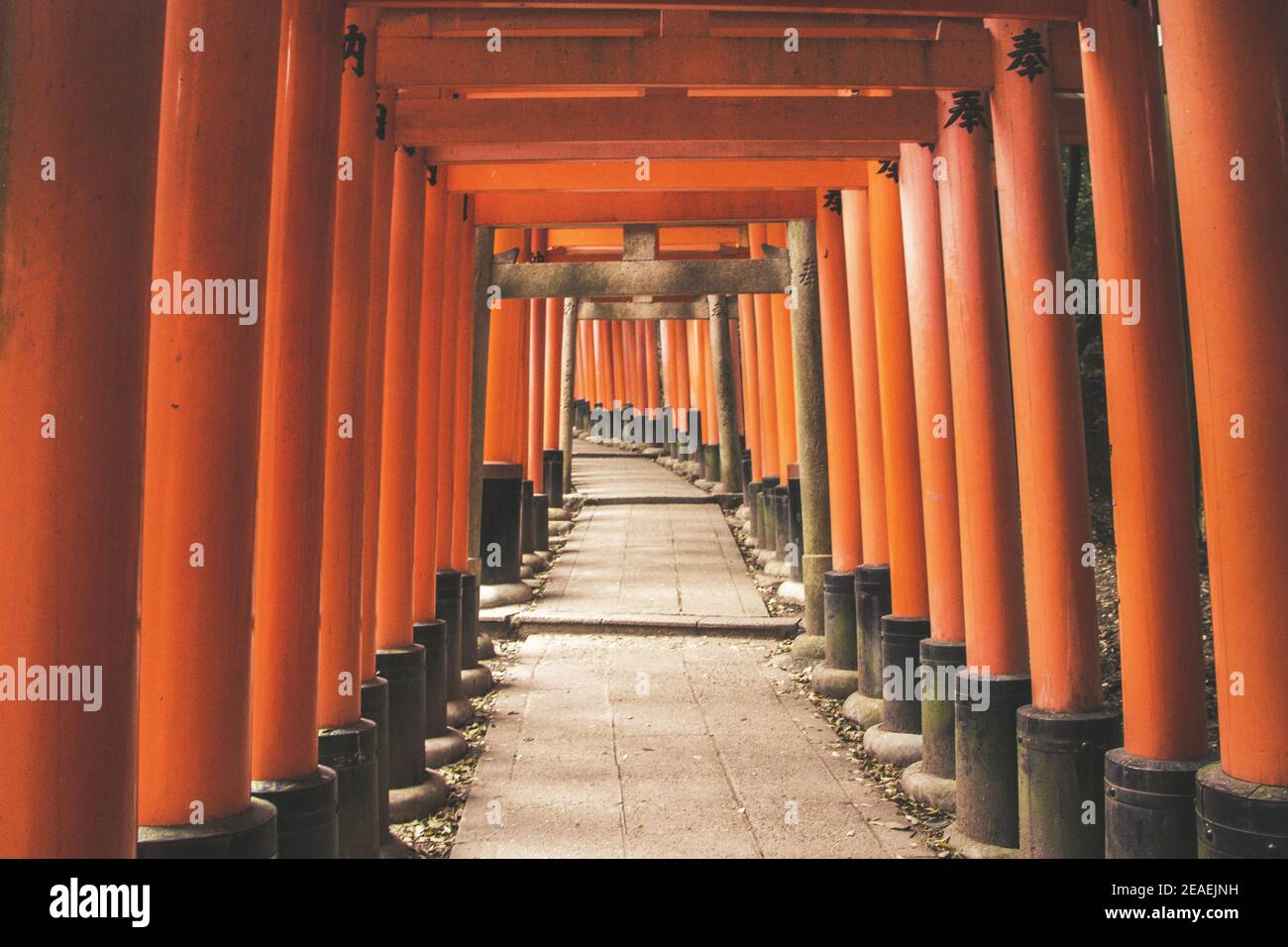 Red Torii gates in Fushimi Inari Taisha Shrine in Kyoto, Japan Stock ...