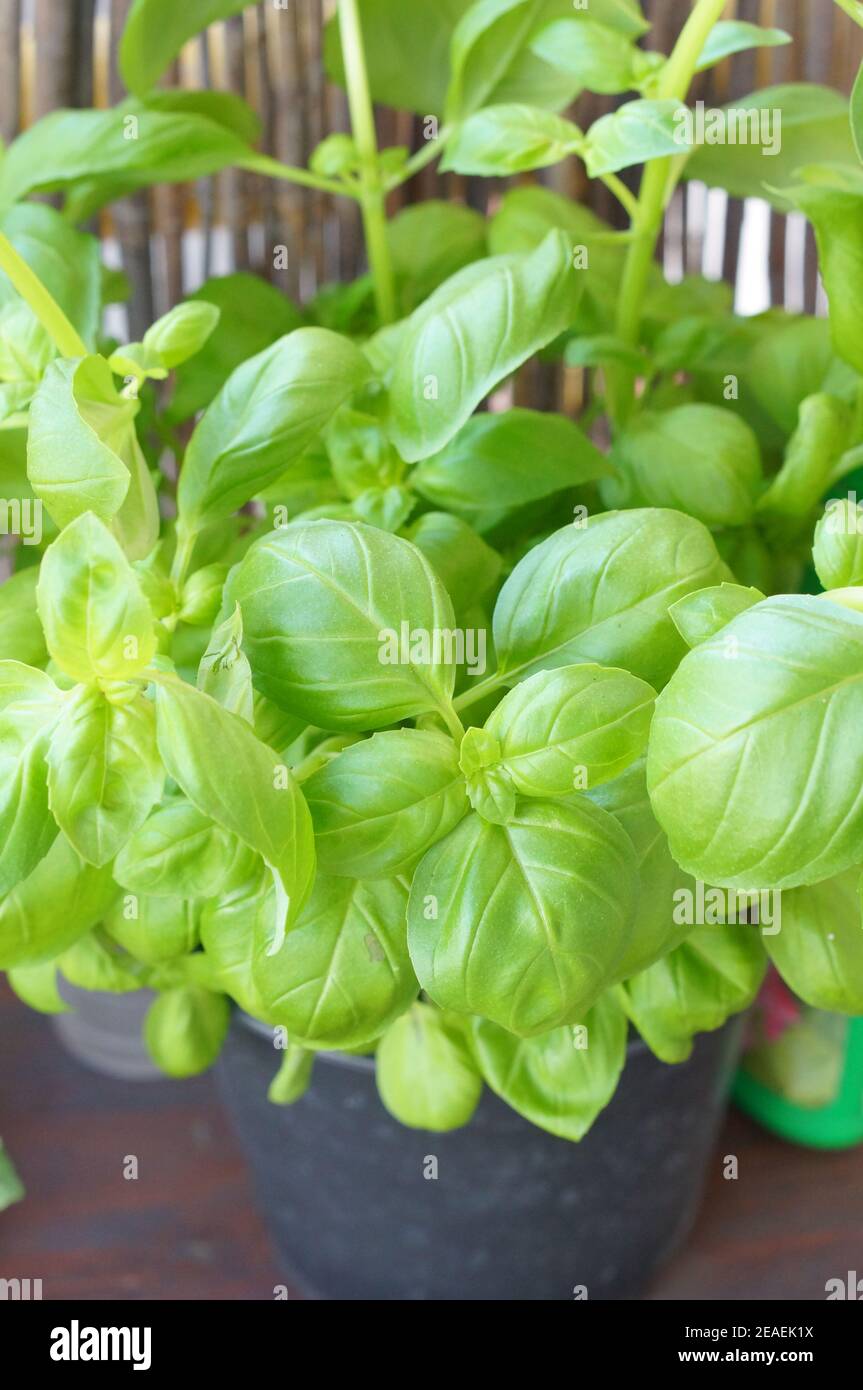 Fresh basil plant close up Stock Photo Alamy