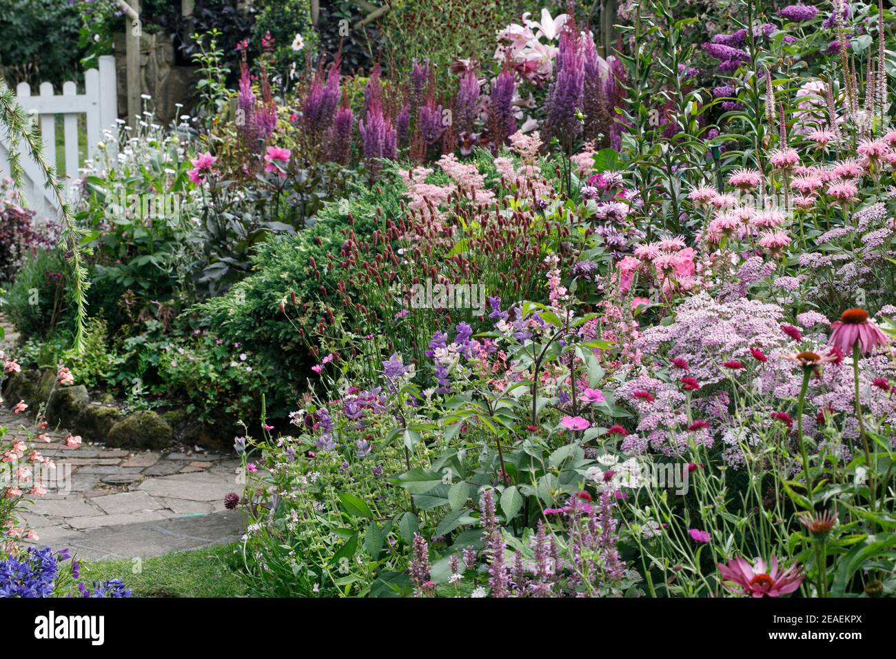 profusion of pink and purple astilbes, dahlias, geraniums, achillea