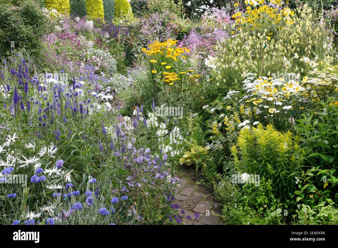 contrasting borders of purple and yellow summer flowers at Grafton Cottage, Barton-Under-Needwood, Staffordshire, NGS, July Stock Photo