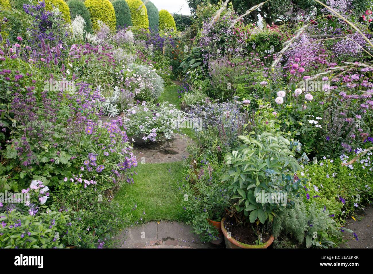 Thalictrum rochebrunianum hires stock photography and images Alamy